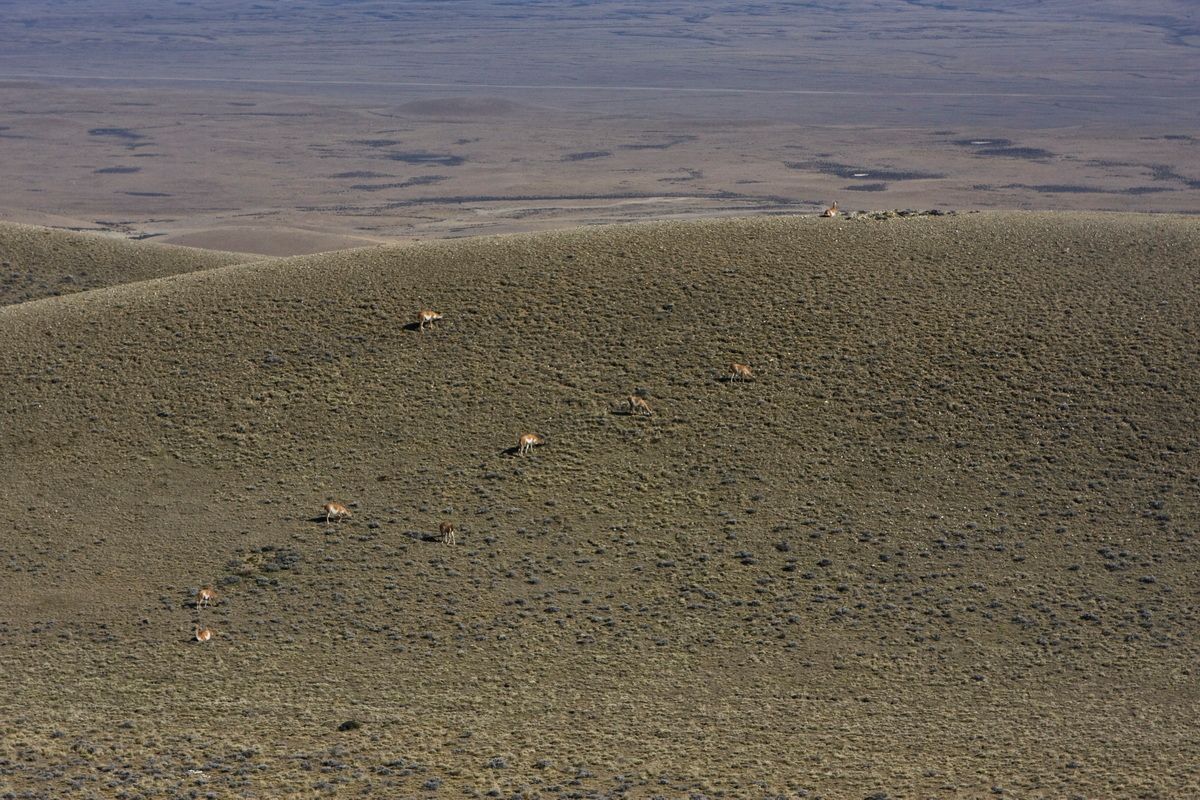 Südamerika, Argentinien, Patagonien, Trekking, Pampas, Guanacos, Hartmut Ulrich