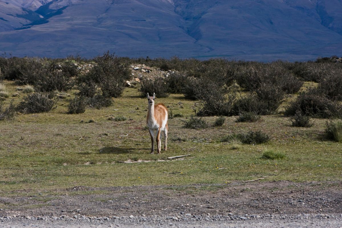 Südamerika, Argentinien, Patagonien, Trekking, Pampas, Guanacos, Hartmut Ulrich