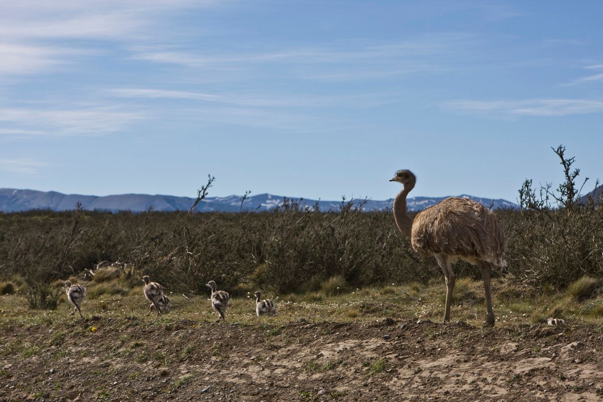 Südamerika, Argentinien, Patagonien, Trekking, Pampas, Nandu, Hartmut Ulrich
