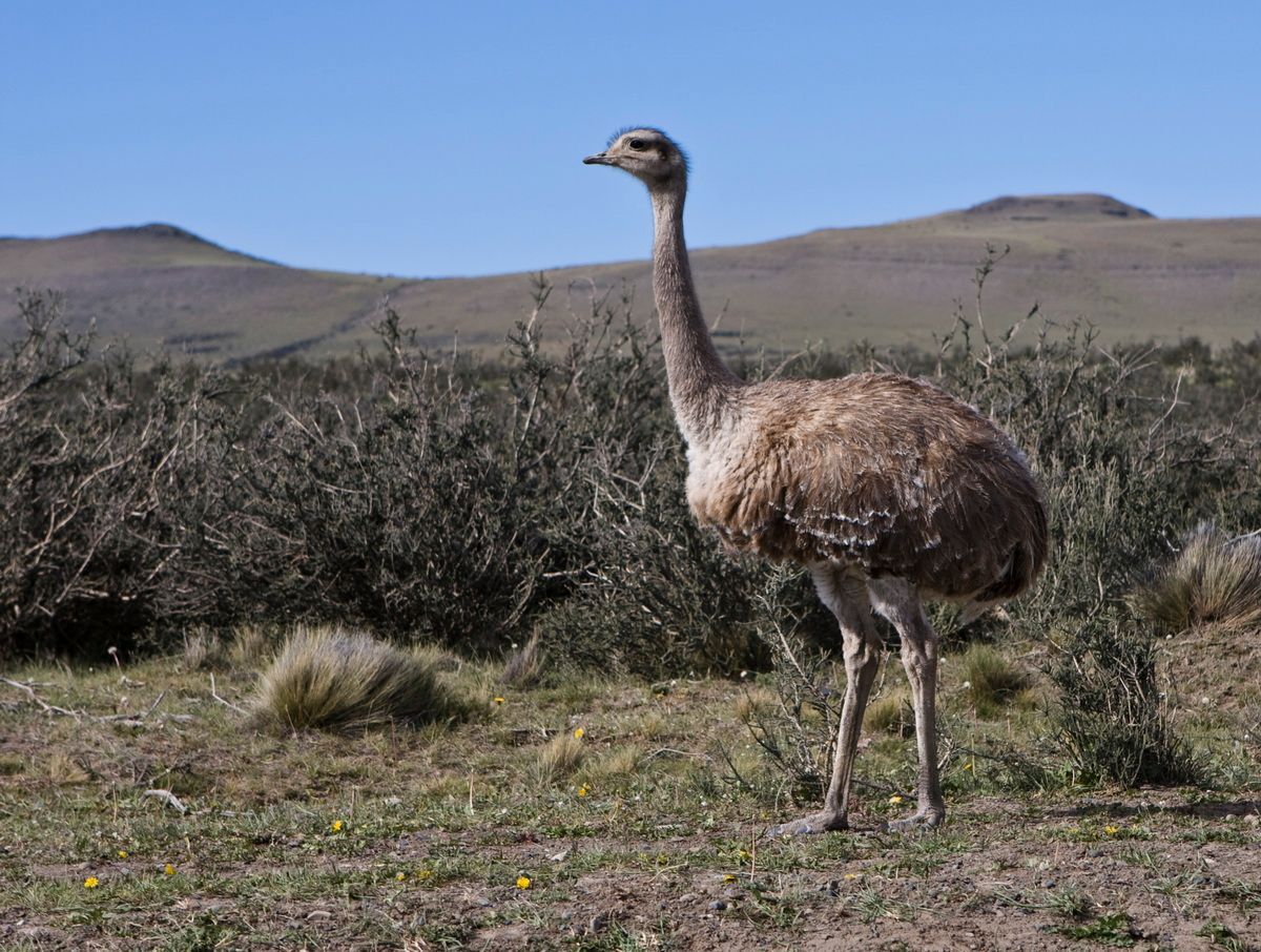 Südamerika, Argentinien, Patagonien, Trekking, Pampas, , Hartmut Ulrich