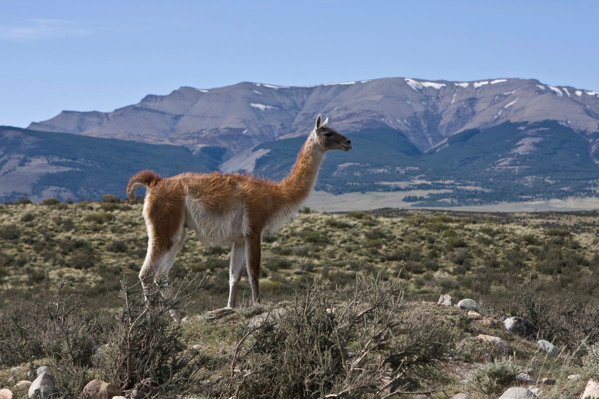 Südamerika, Argentinien, Patagonien, Trekking, Pampas, Guanacos, Hartmut Ulrich