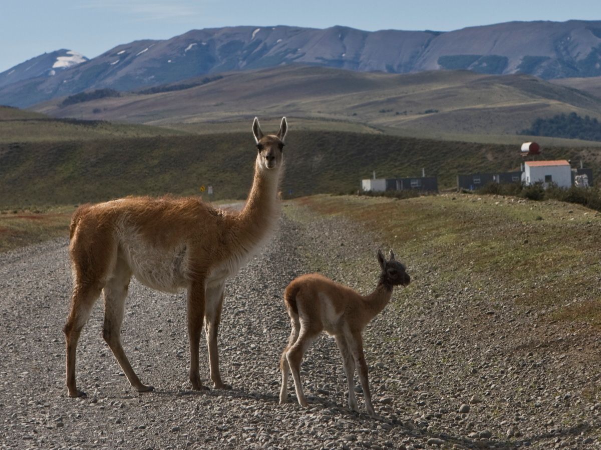 Südamerika, Argentinien, Patagonien, Trekking, Pampas, Guanacos, Hartmut Ulrich