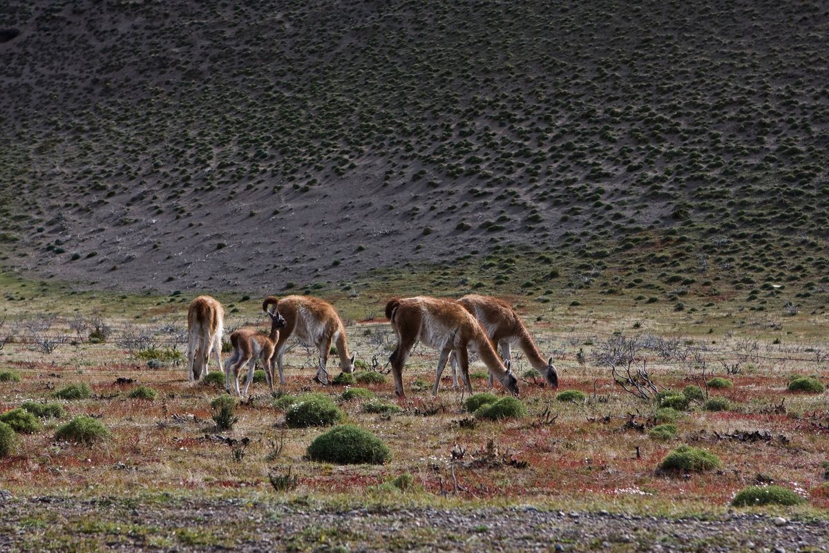 Südamerika, Argentinien, Patagonien, Trekking, Pampas, Guanacos, Hartmut Ulrich