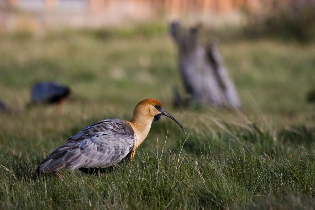 Südamerika, Argentinien, Patagonien, Trekking, Torres del Paine, Ibis, Hartmut Ulrich