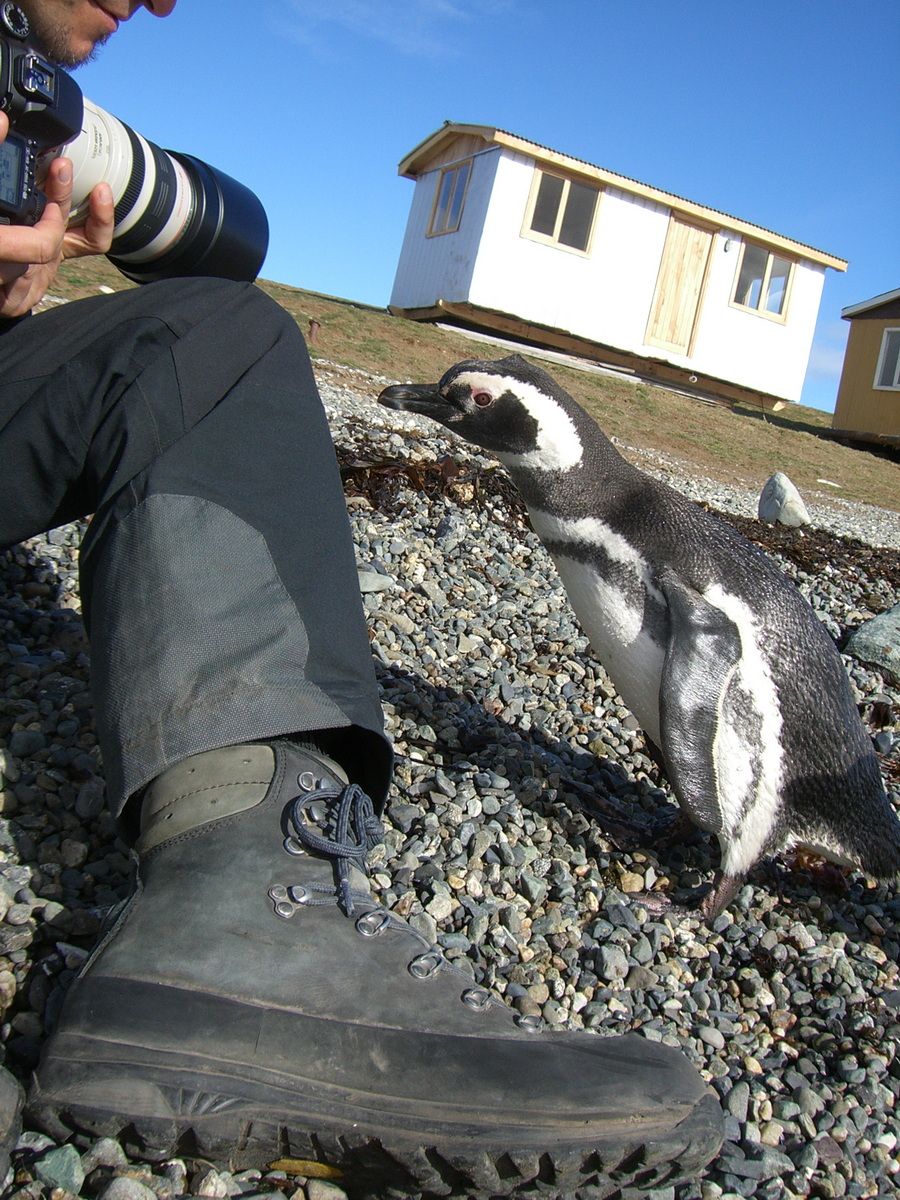 Südamerika, Argentinien, Tierra del Fuego, Ushuaia, Pinguin, Trekking, Hartmut Ulrich