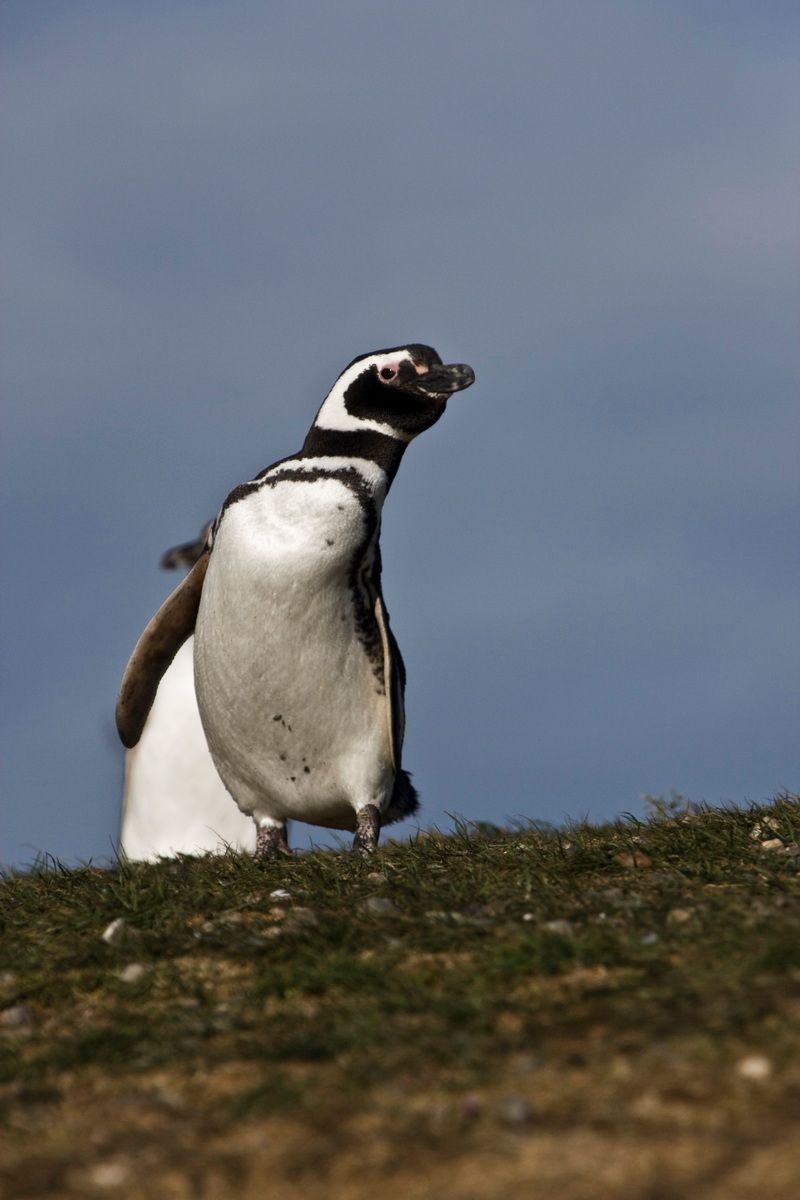 Südamerika, Argentinien, Tierra del Fuego, Ushuaia, Pinguin, Trekking, Hartmut Ulrich