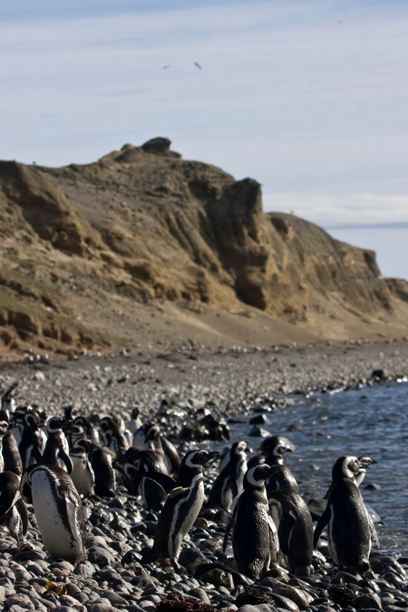 Südamerika, Argentinien, Tierra del Fuego, Ushuaia, Pinguin, Trekking, Hartmut Ulrich