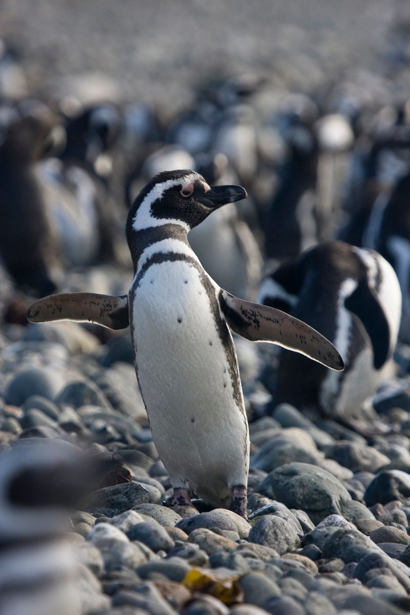 Südamerika, Argentinien, Tierra del Fuego, Ushuaia, Pinguin, Trekking, Hartmut Ulrich