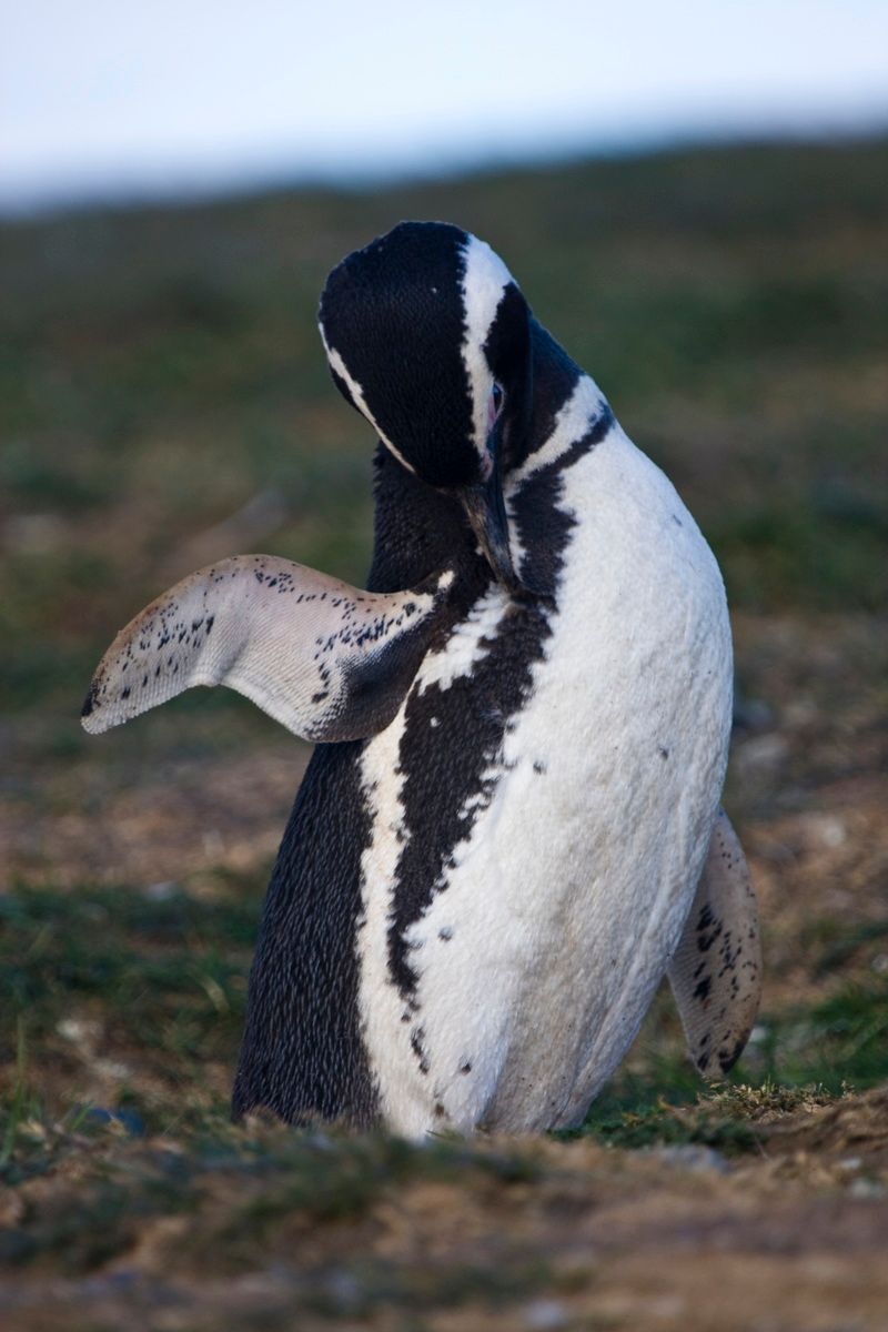 Südamerika, Argentinien, Tierra del Fuego, Ushuaia, Pinguin, Trekking, Hartmut Ulrich