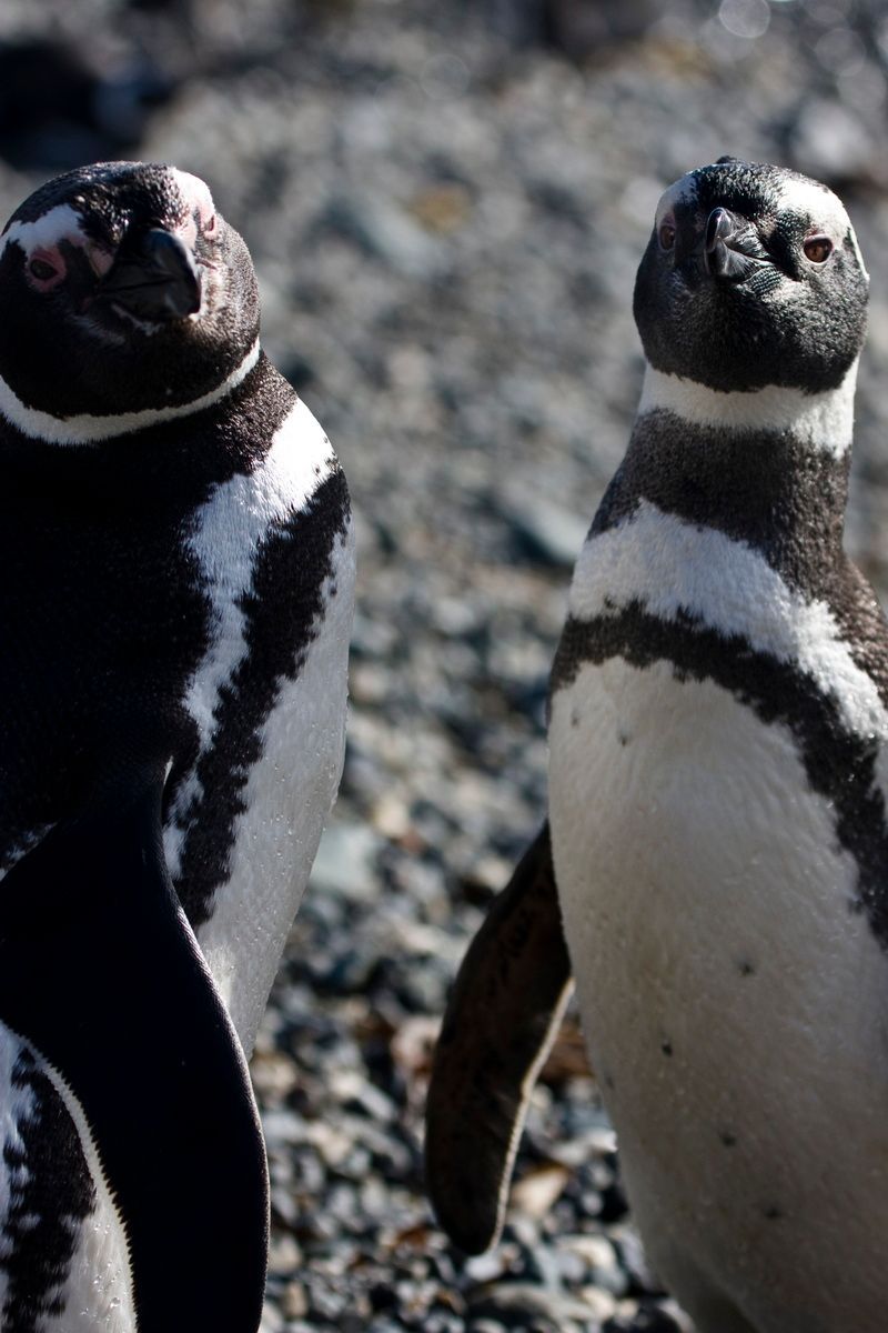 Südamerika, Argentinien, Tierra del Fuego, Ushuaia, Pinguin, Trekking, Hartmut Ulrich