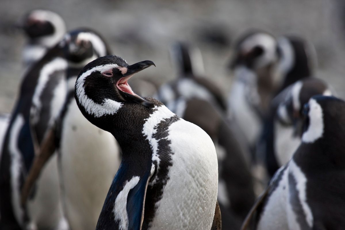 Südamerika, Argentinien, Tierra del Fuego, Ushuaia, Pinguin, Trekking, Hartmut Ulrich