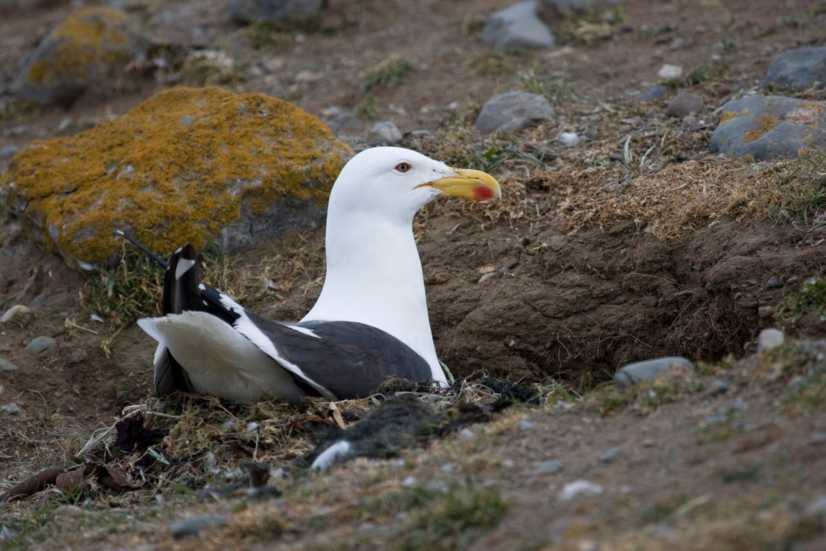 Südamerika, Argentinien, Tierra del Fuego, Ushuaia, Möwe, Trekking, Hartmut Ulrich