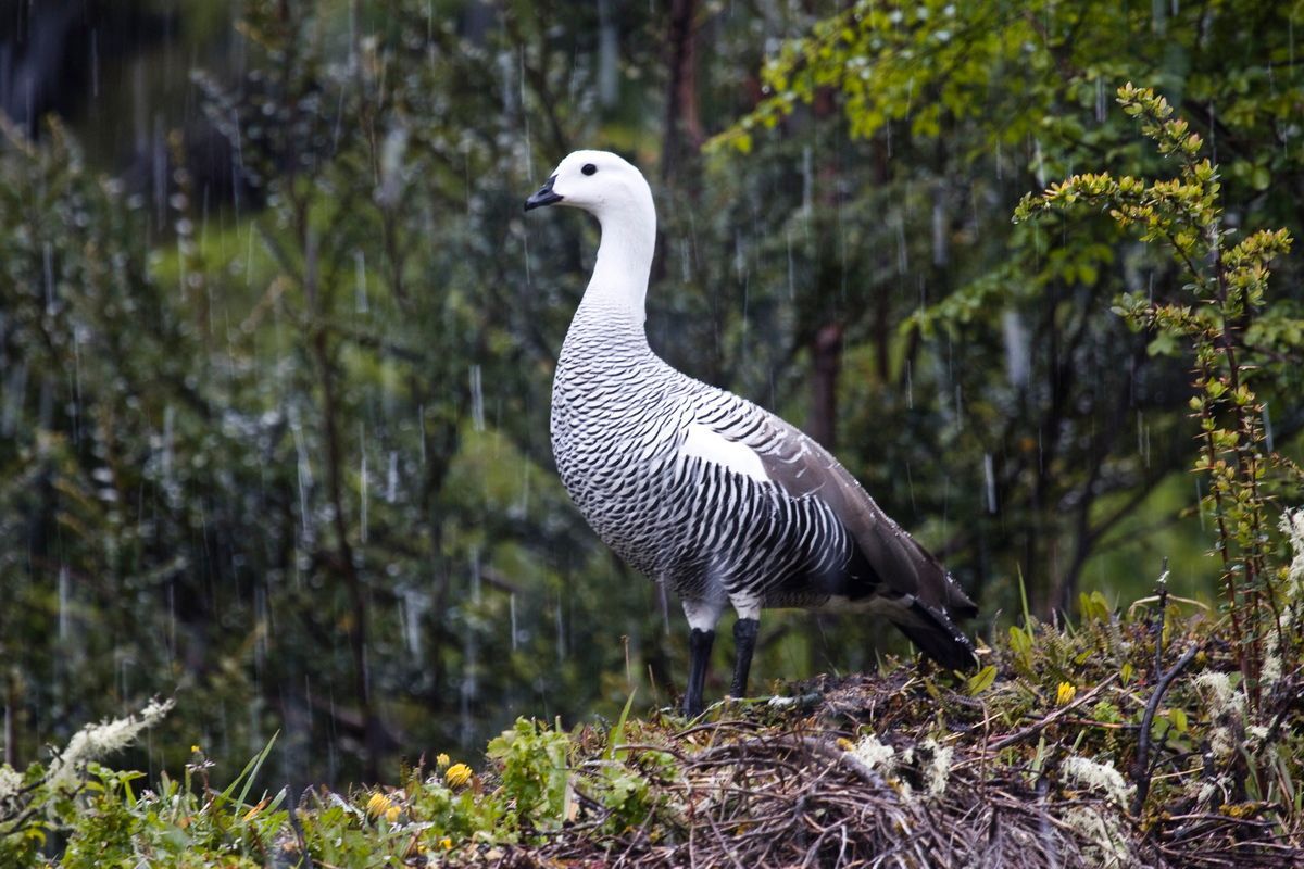 Südamerika, Argentinien, Patagonien, Trekking, Tierra del Fuego, Ushuaia, Hartmut Ulrich