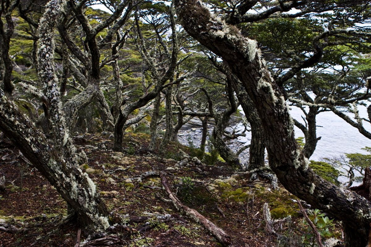 Argentinien, Patagonien, Trekking, Tierra del Fuego, Hartmut Ulrich