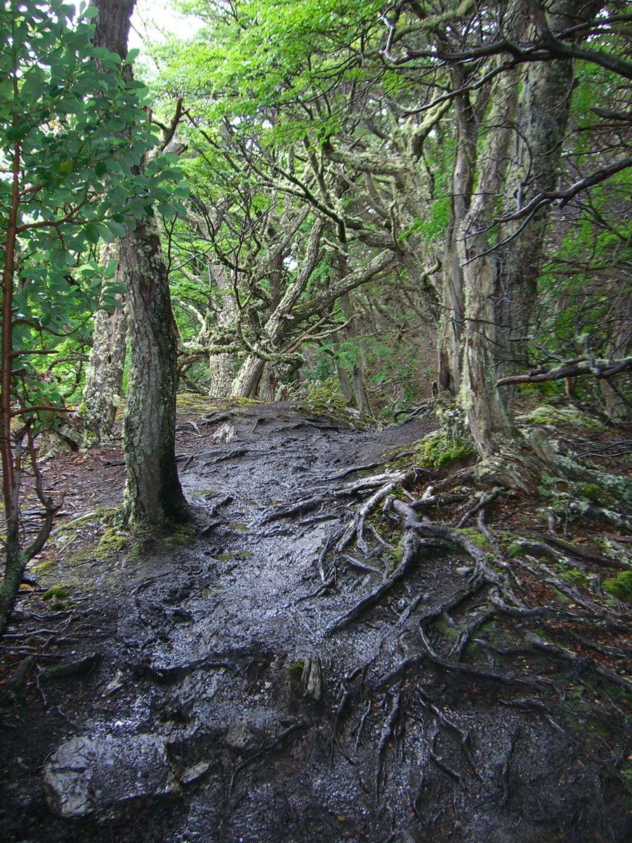 Südamerika, Argentinien, Patagonien, Trekking, Tierra del Fuego, Ushuaia, Hartmut Ulrich