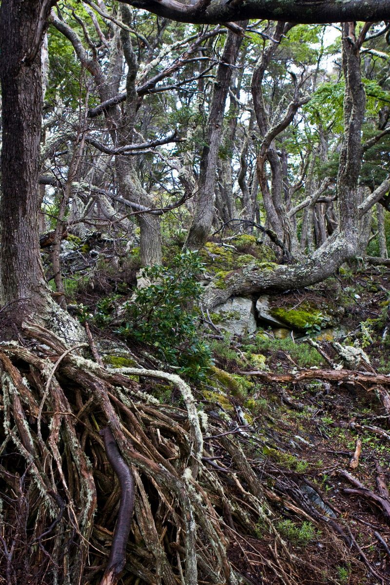 Südamerika, Argentinien, Patagonien, Trekking, Tierra del Fuego, Ushuaia, Hartmut Ulrich