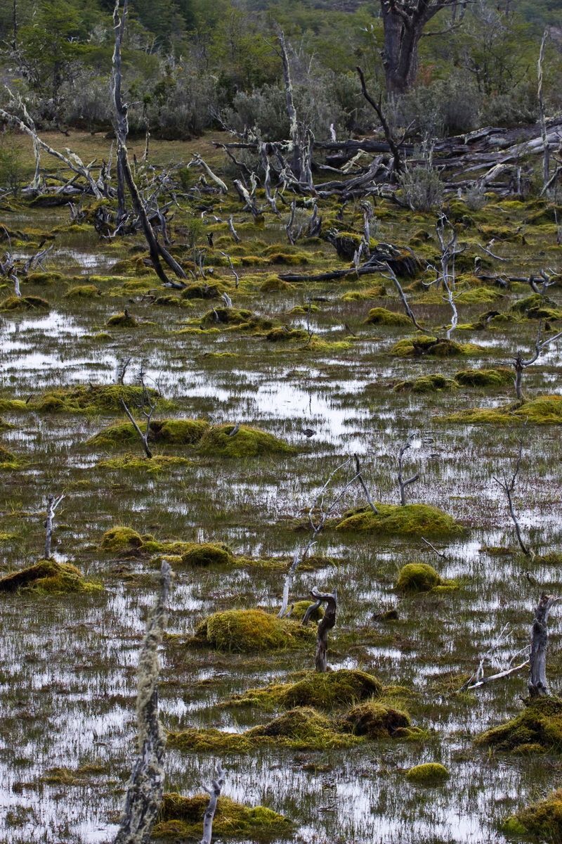 Südamerika, Argentinien, Patagonien, Trekking, Tierra del Fuego, Ushuaia, Hartmut Ulrich
