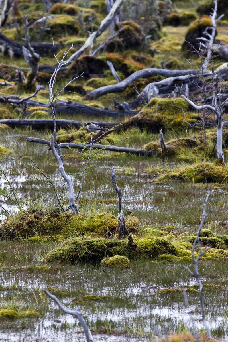 Südamerika, Argentinien, Patagonien, Trekking, Tierra del Fuego, Ushuaia, Hartmut Ulrich