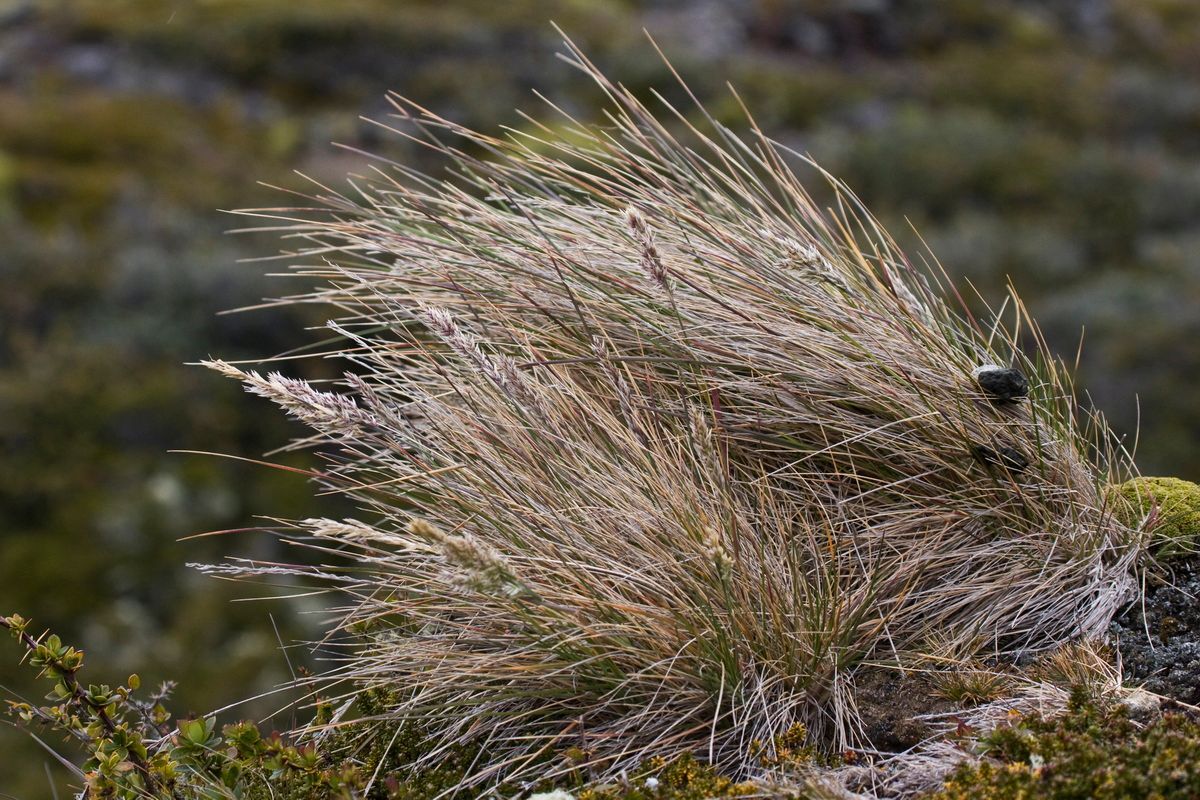 Südamerika, Argentinien, Patagonien, Trekking, Tierra del Fuego, Ushuaia, Hartmut Ulrich