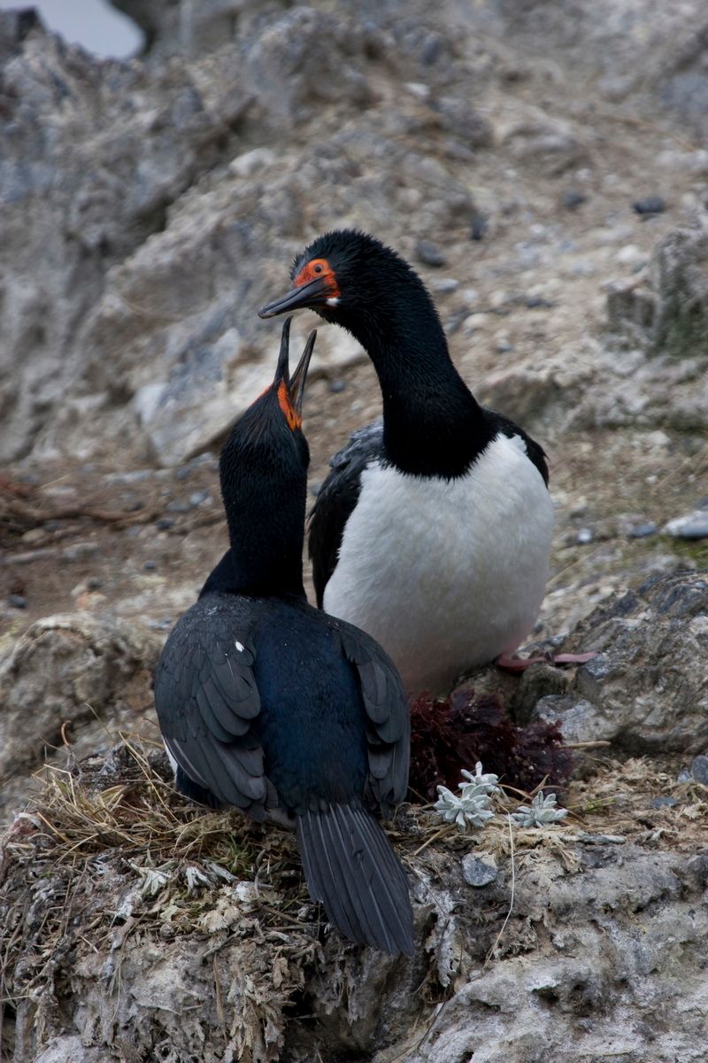 Südamerika, Argentinien, Patagonien, Trekking, Tierra del Fuego, Ushuaia, Hartmut Ulrich