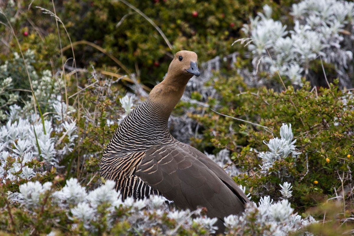 Südamerika, Argentinien, Patagonien, Trekking, Tierra del Fuego, Ushuaia, Hartmut Ulrich