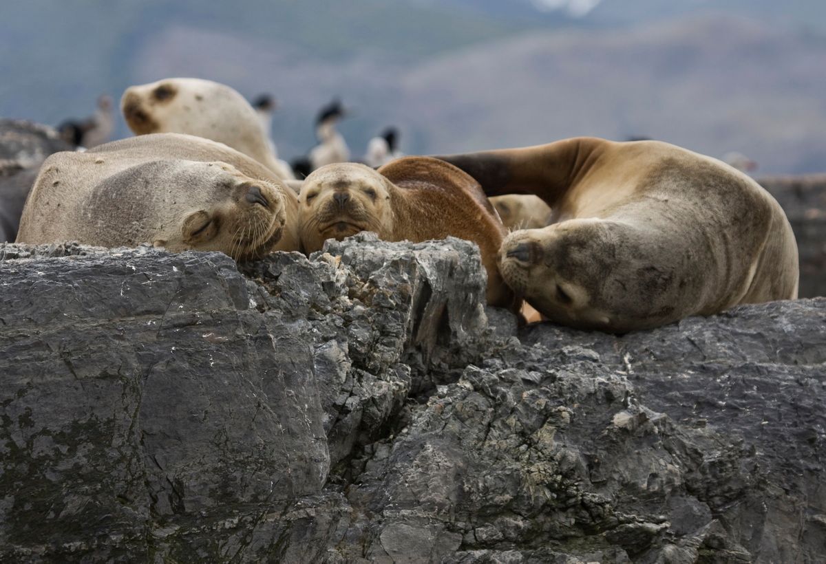 Südamerika, Argentinien, Patagonien, Trekking, Tierra del Fuego, Ushuaia, Hartmut Ulrich