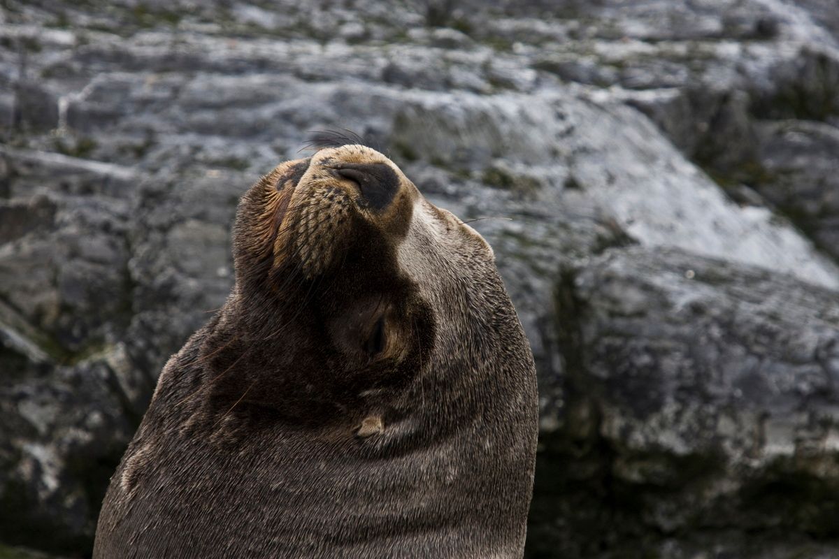Südamerika, Argentinien, Patagonien, Trekking, Tierra del Fuego, Ushuaia, Hartmut Ulrich