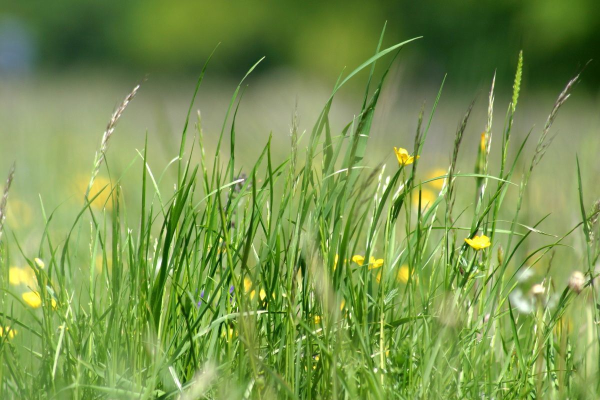 Der Geruch von frischem Gras im Frühling | Hartmut Ulrich