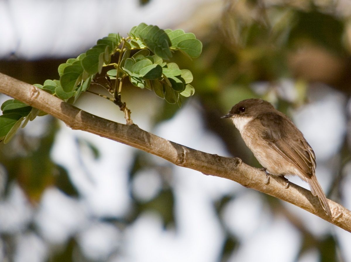 Ostafrika, Tansania, Kenia, Safari, Tierfoto, Lake Victoria, Speke Bay, Schwalbe