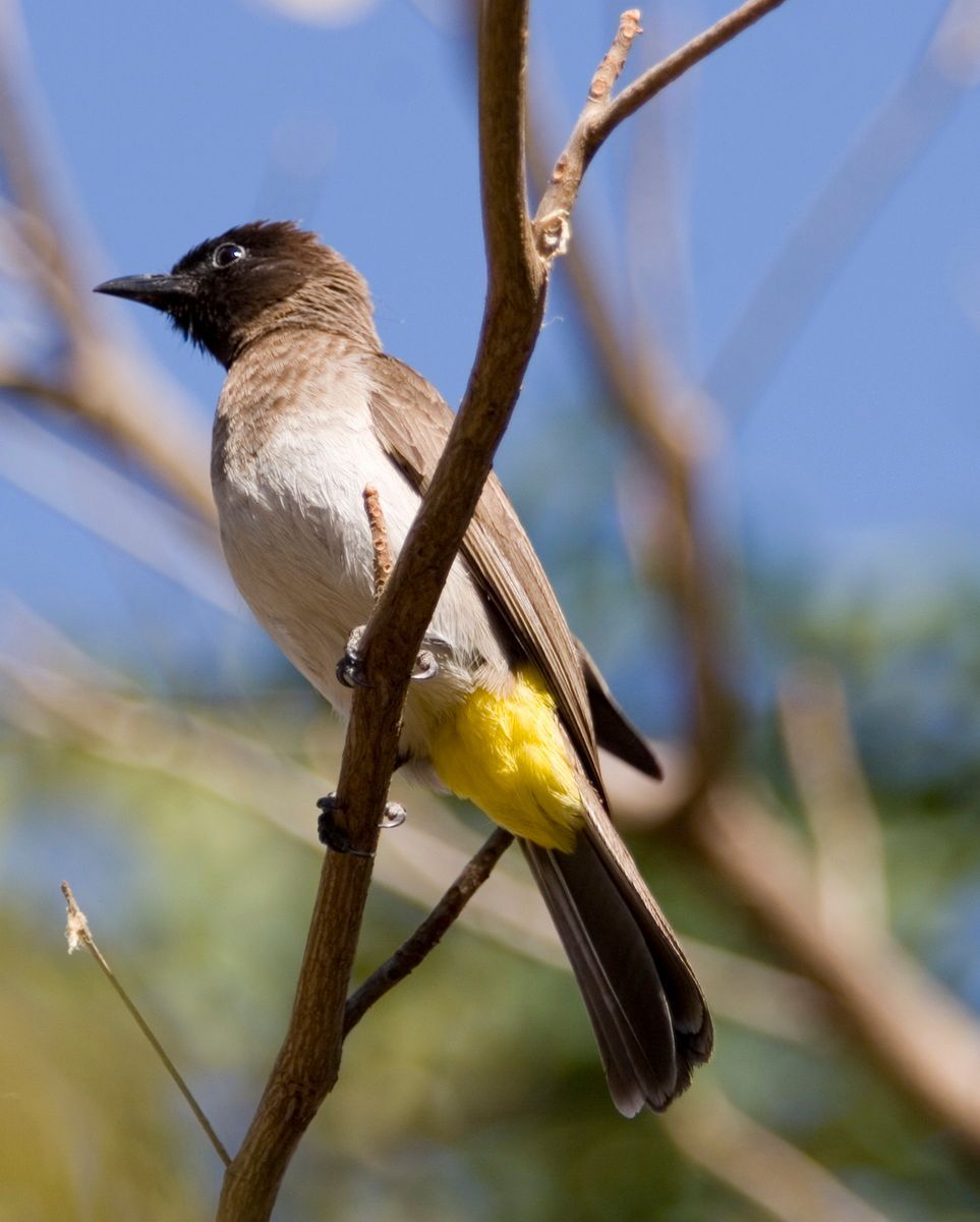 Ostafrika, Tansania, Kenia, Safari, Tierfoto, Lake Victoria, Speke Bay, Vogel