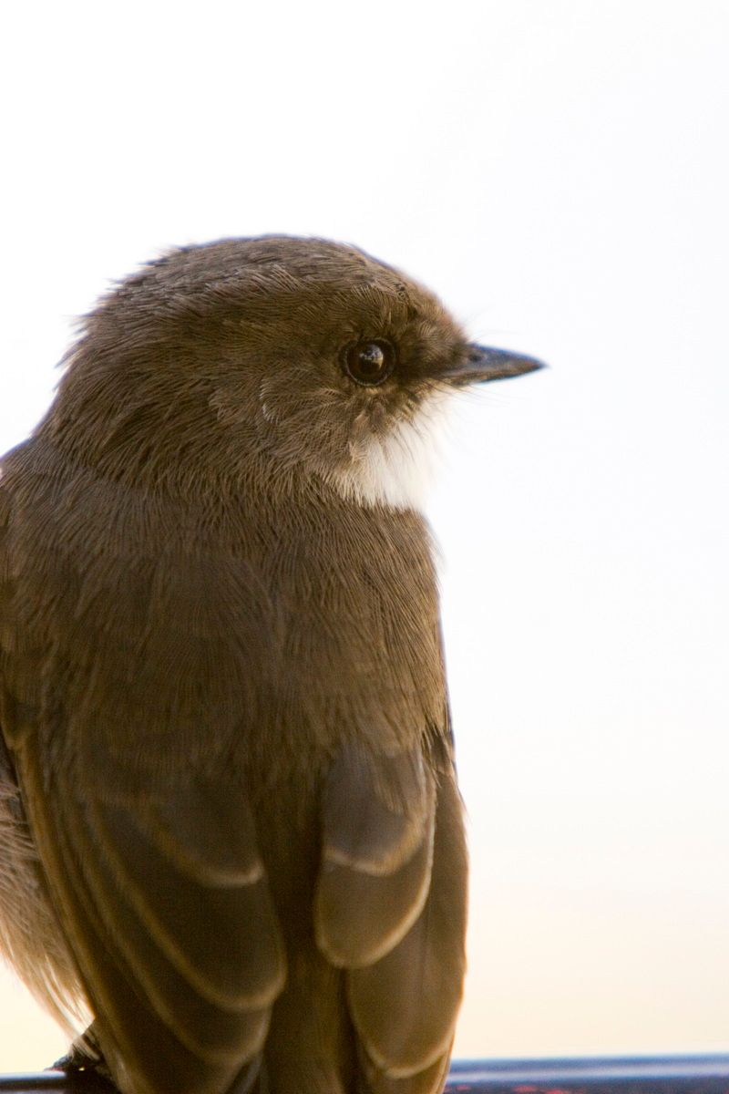 Ostafrika, Tansania, Kenia, Safari, Tierfoto, Lake Victoria, Speke Bay, Schwalbe