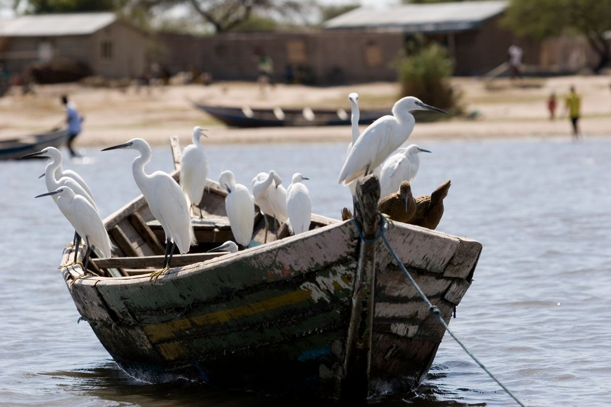 Ostafrika, Tansania, Kenia, Safari, Tierfoto, Lake Victoria, Speke Bay, Fischreiher