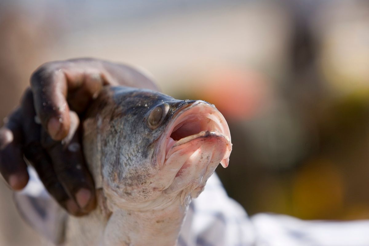 Ostafrika, Tansania, Kenia, Safari, Tierfoto, Lake Victoria, Speke Bay, Fischer