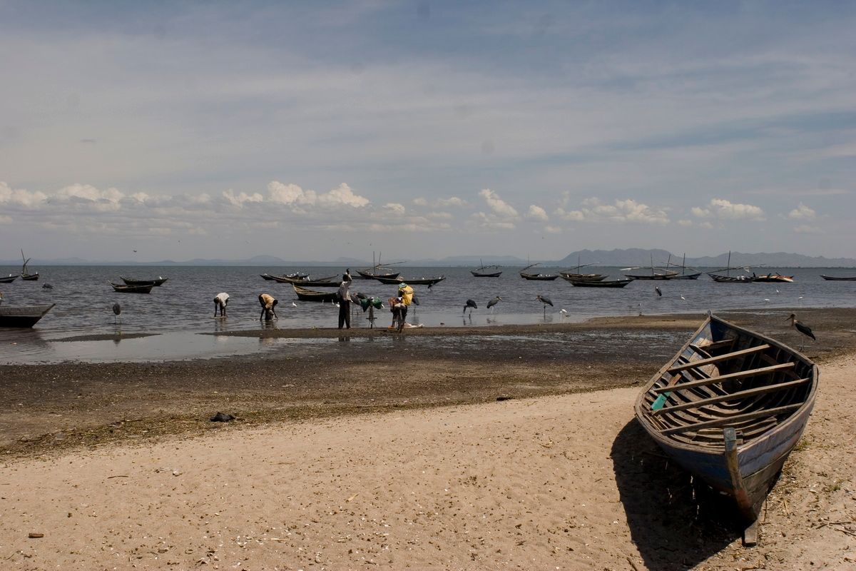 Ostafrika, Tansania, Kenia, Safari, Tierfoto, Lake Victoria, Speke Bay, Fischer