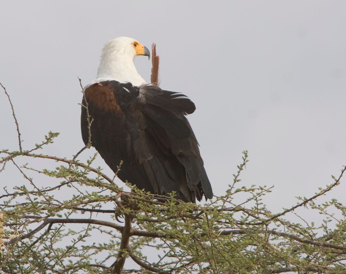 Ostafrika, Tansania, Kenia, Safari, Tierfoto, Lake Victoria, Speke Bay, Weißkopf Seeadler