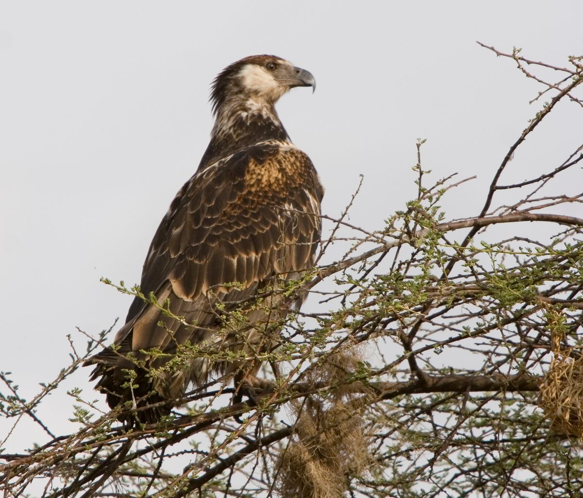 Ostafrika, Tansania, Kenia, Safari, Tierfoto, Lake Victoria, Speke Bay, Adler