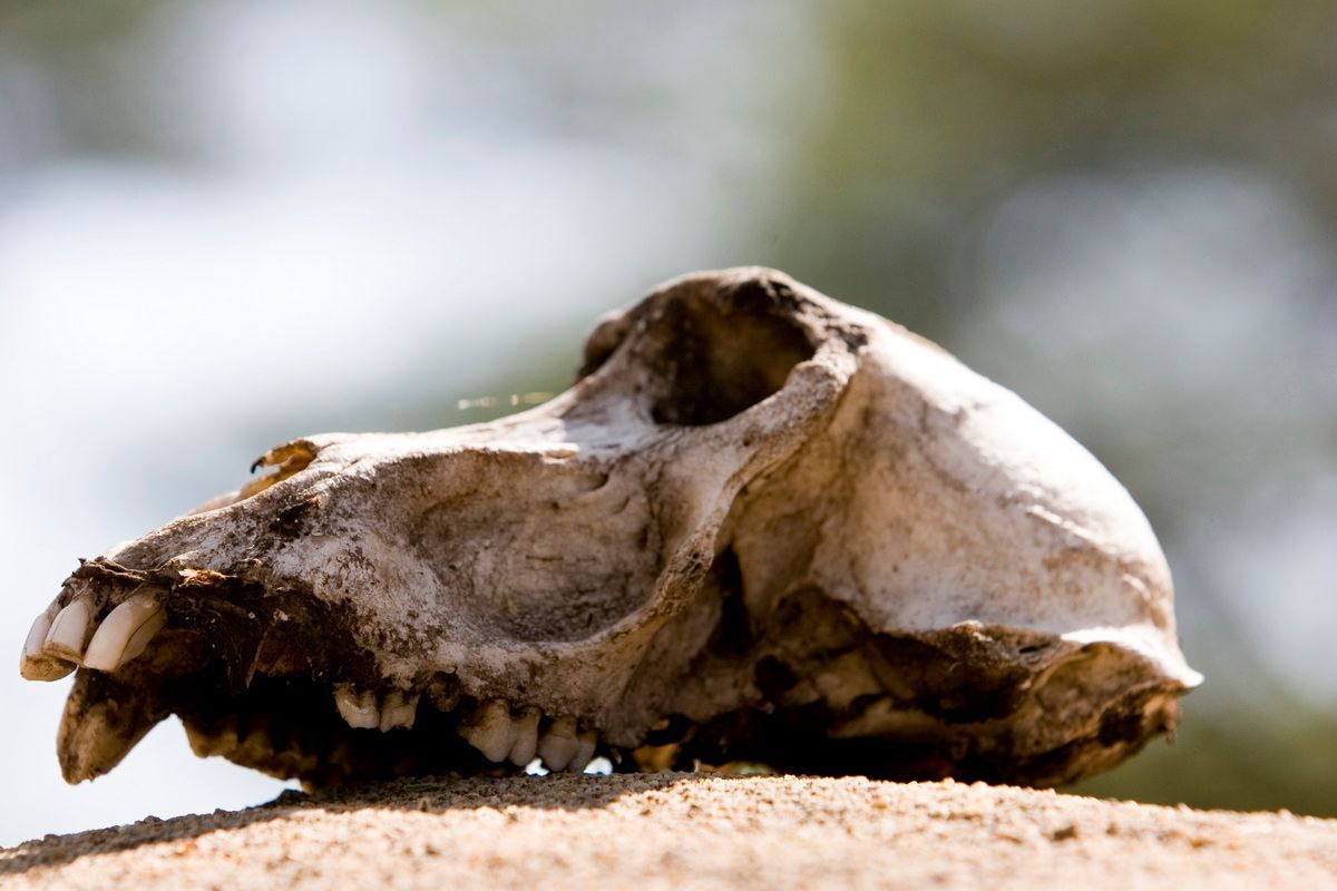 Ostafrika, Tansania, Kenia, Safari, Tierfoto, Lake Victoria, Speke Bay, Affenschädel