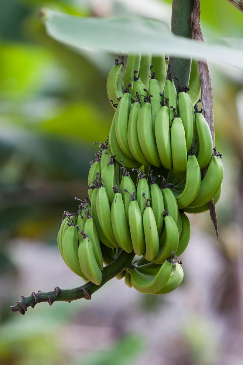 Ostafrika, Tansania, Kenia, Safari, Bananenstaude