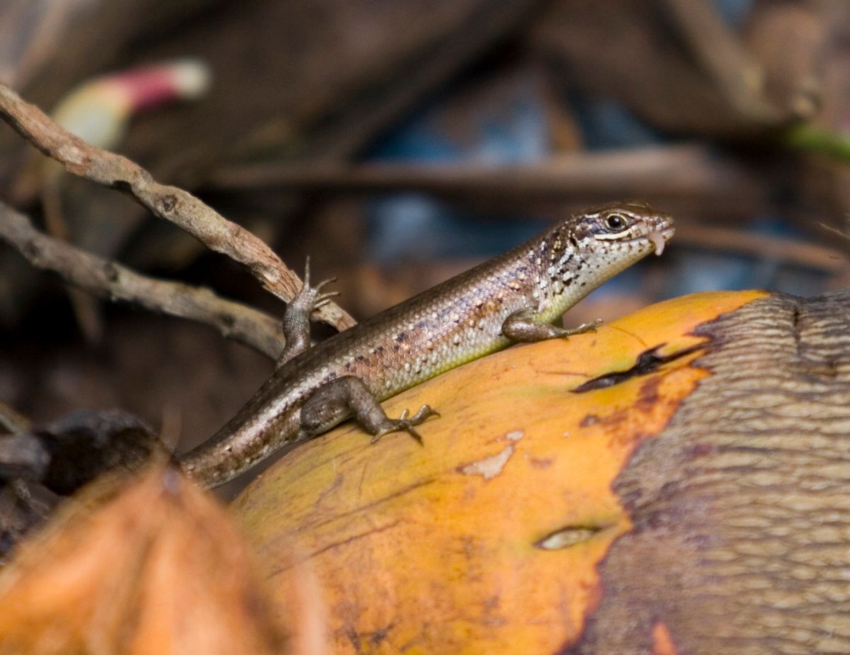 Ostafrika, Tansania, Kenia, Safari, Tierfoto, Eidechse