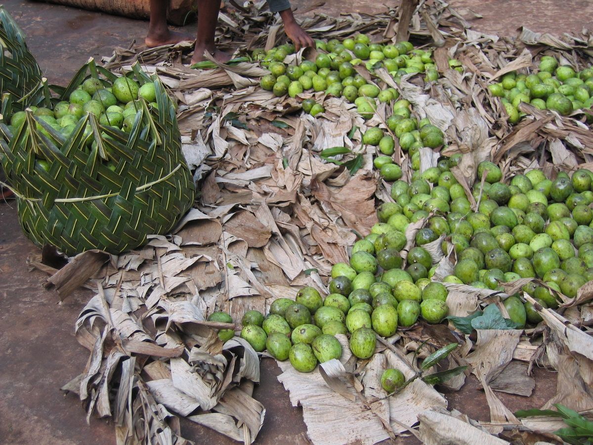 Ostafrika, Tansania, Kenia, Safari,  Limetten