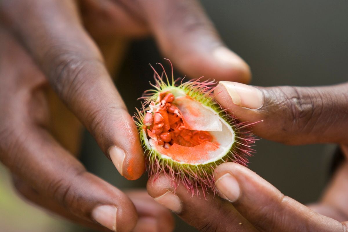 Ostafrika, Tansania, Kenia, Safari, Tierfoto, Zanzibar, Frucht