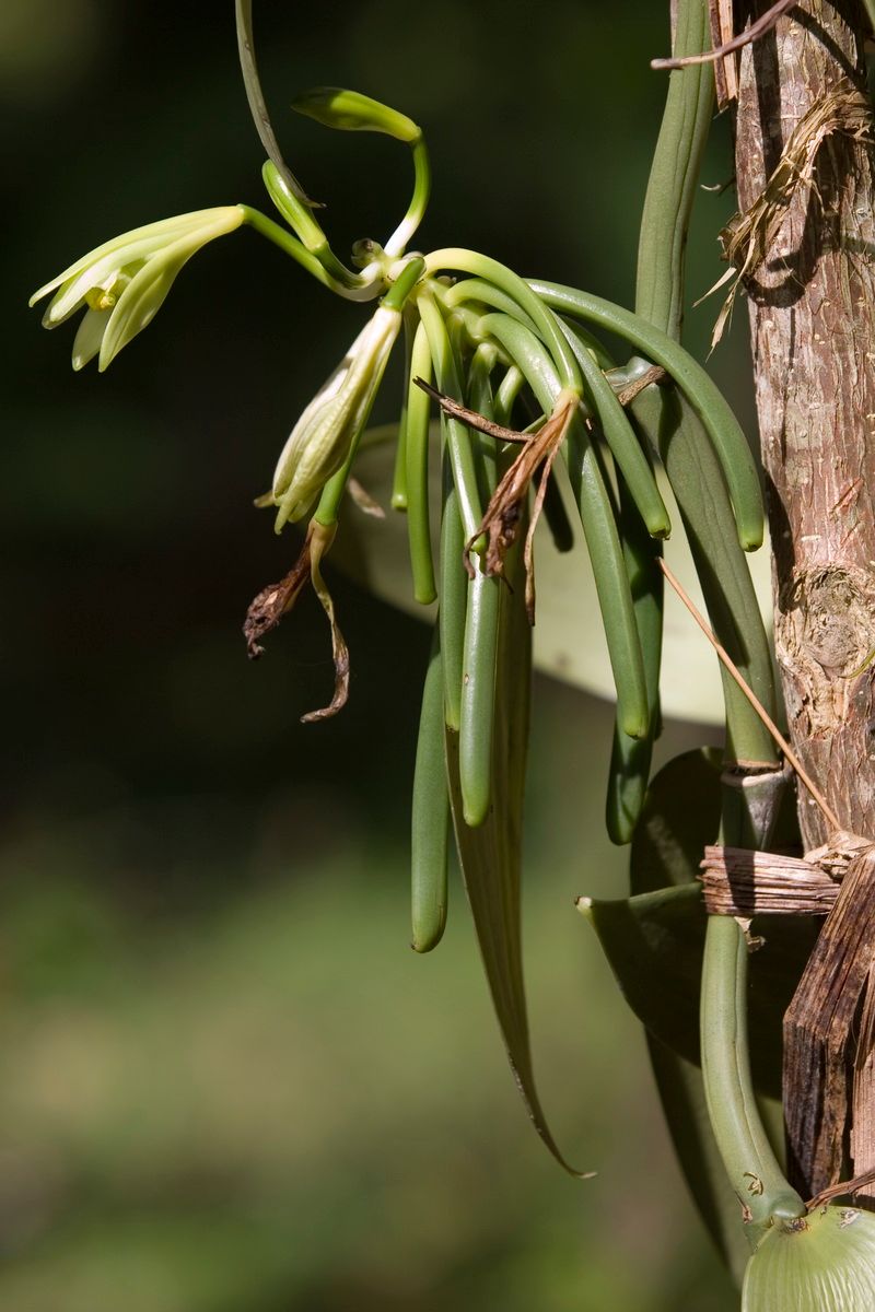 Ostafrika, Tansania, Kenia, Safari, Tierfoto, Zanzibar, Vanilleschoten