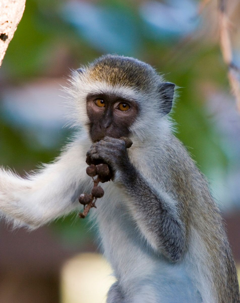 Ostafrika, Tansania, Kenia, Safari, Tierfoto, Zanzibar, Totenkopfäffchen