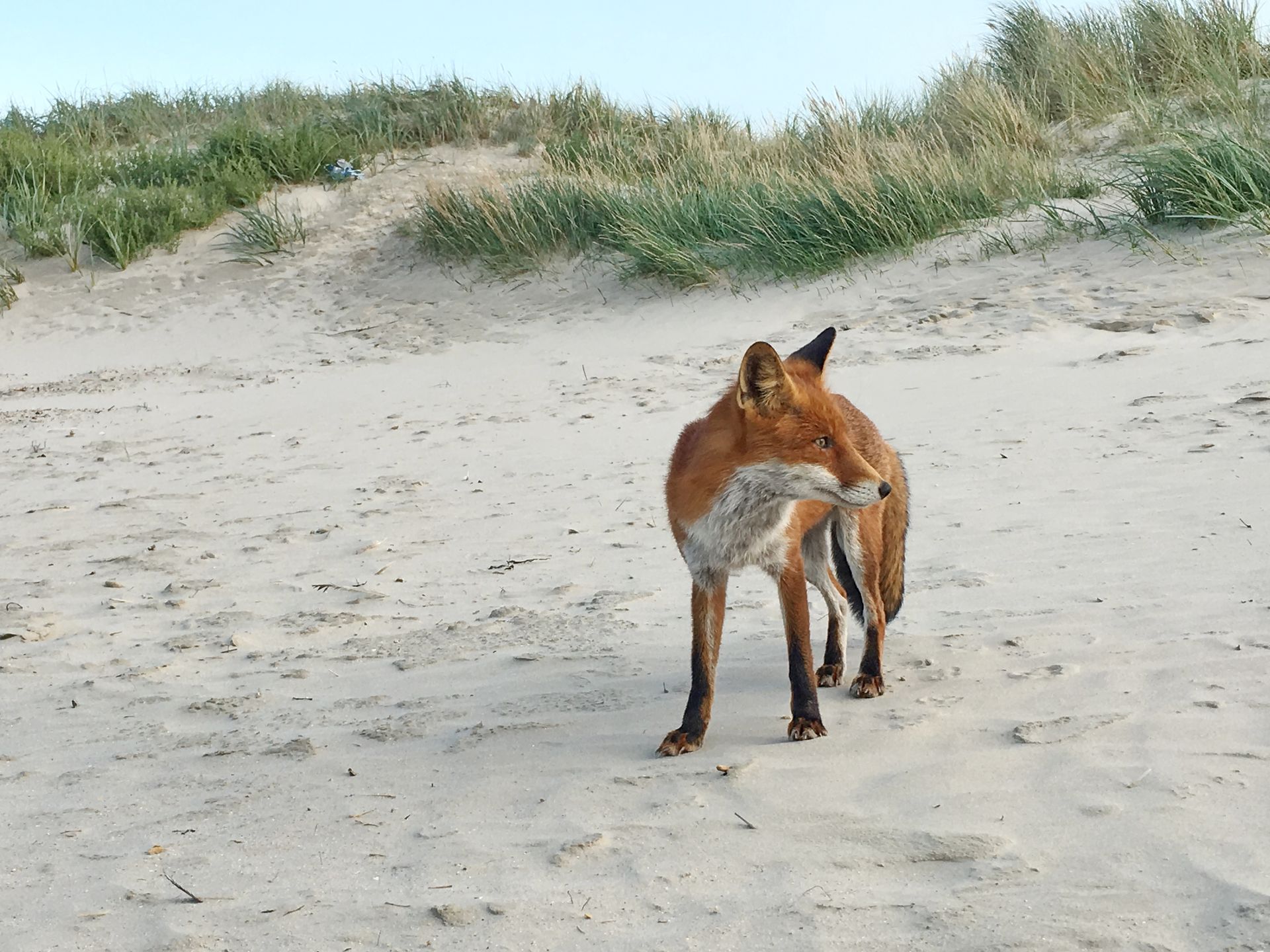 Fuchs
