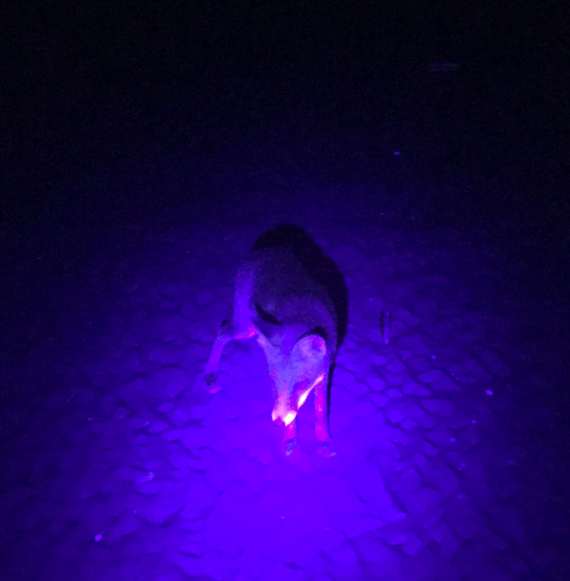Fuchs bei Nacht