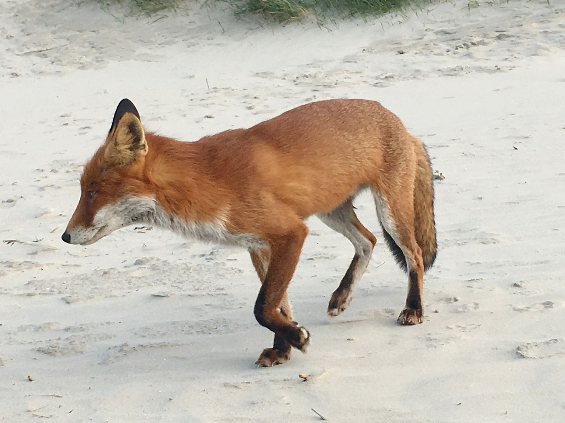 Fuchs