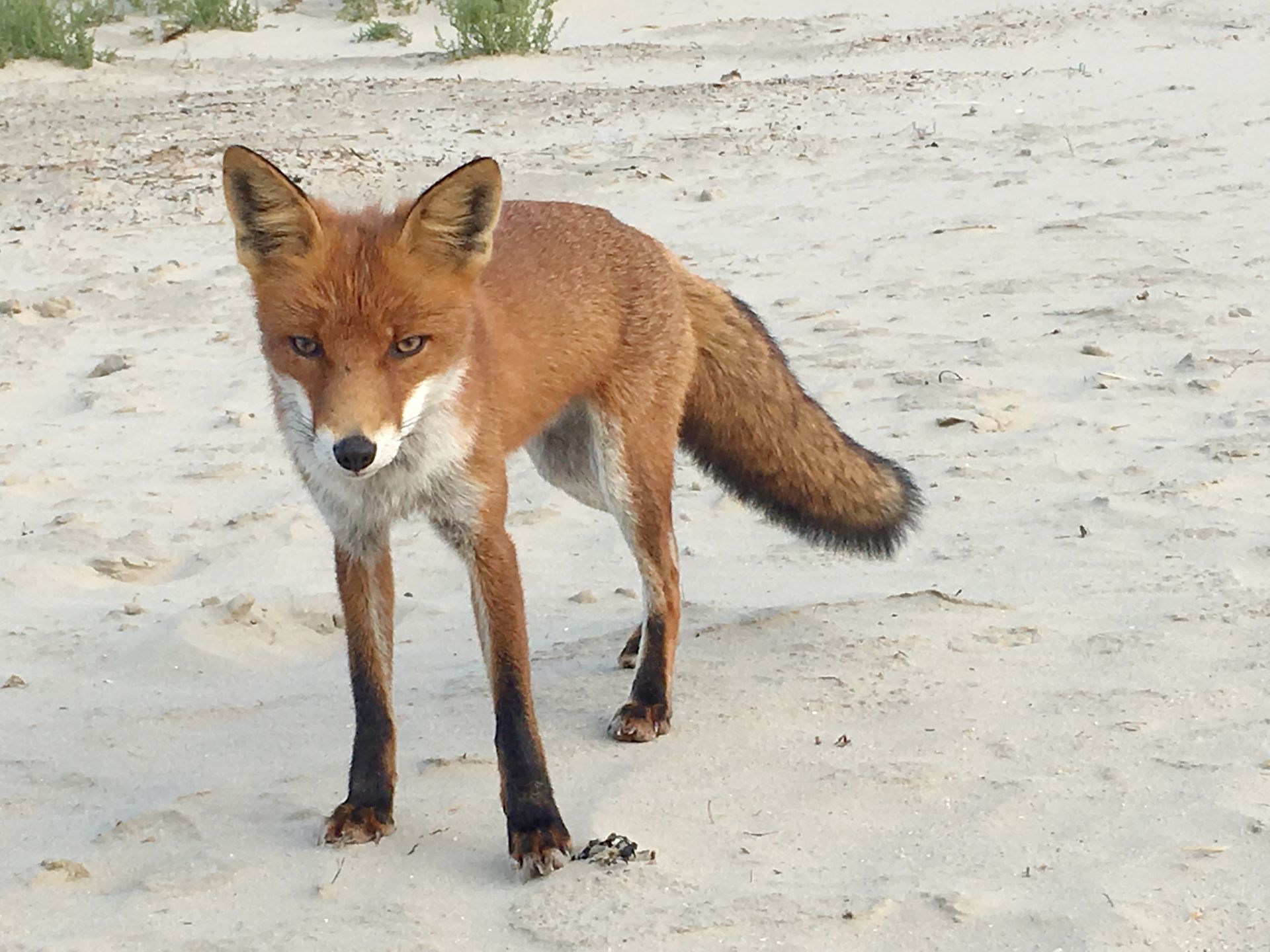 Fuchs