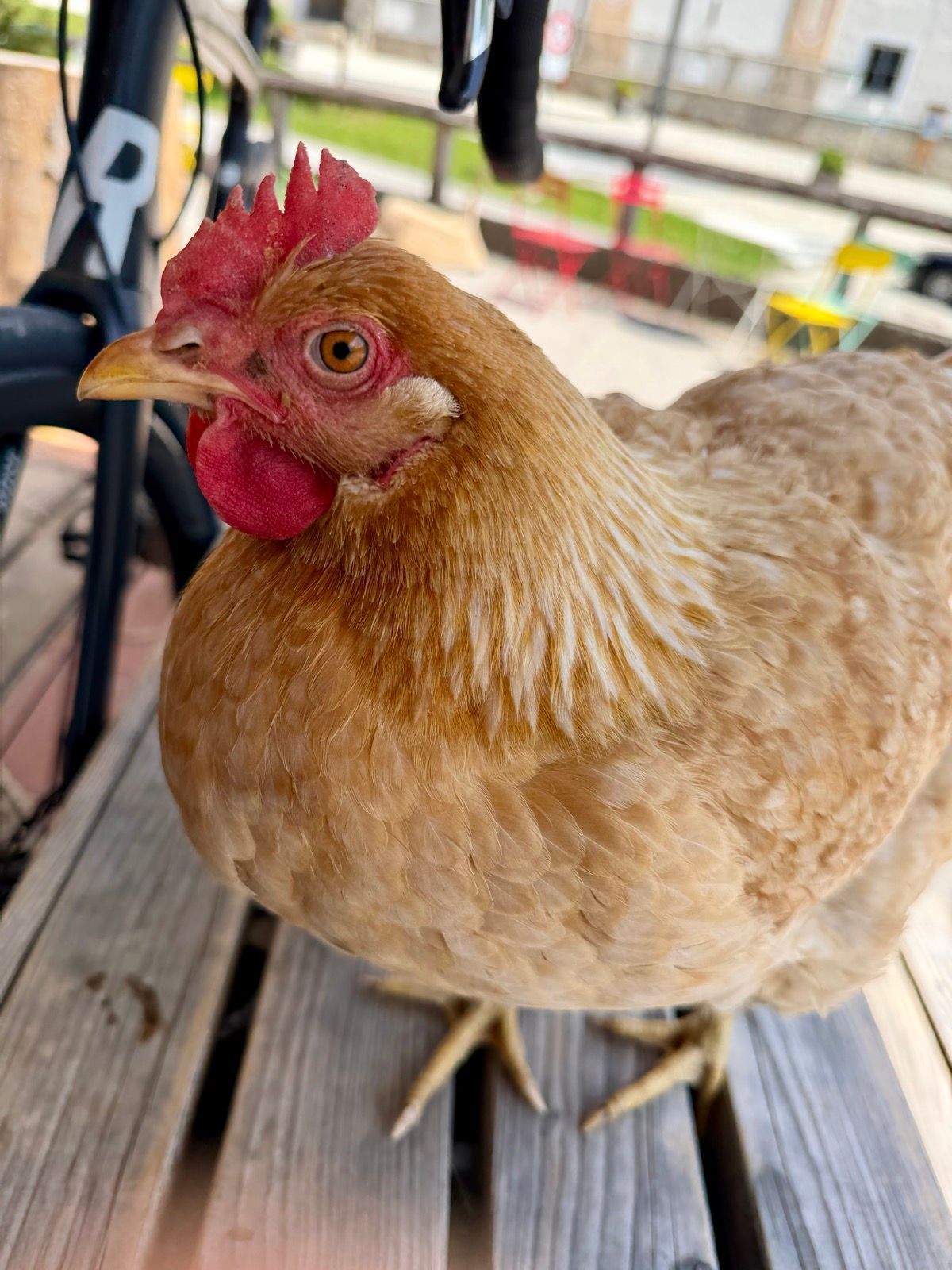 Huhn, Dietramszell