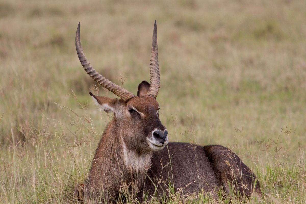 Ostafrika, Tansania, Kenia, Safari, Tierfoto, Antilope