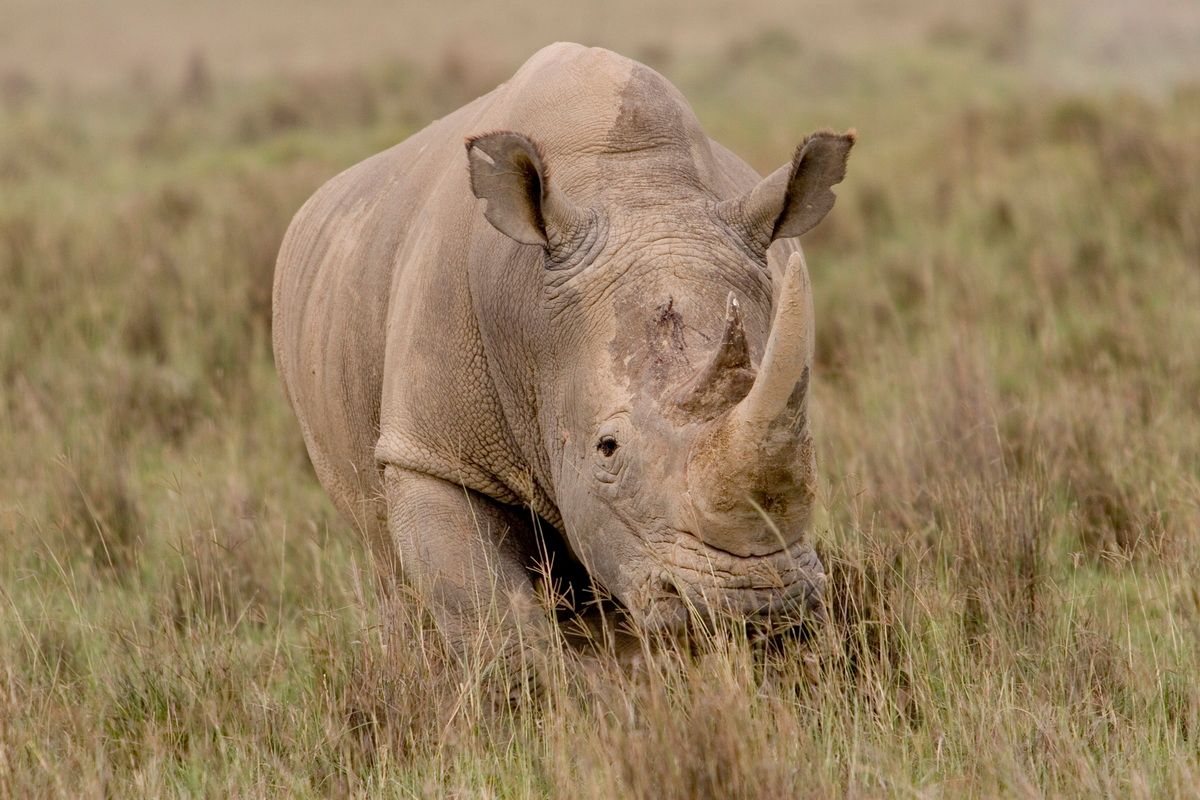 Ostafrika, Tansania, Kenia, Safari, Tierfoto, Nashorn